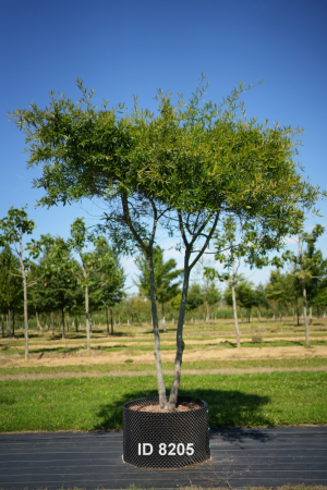Christoph-Ulmer-Baumschulen-Weilheim-Teck-205-Quercus-phellos-Dach