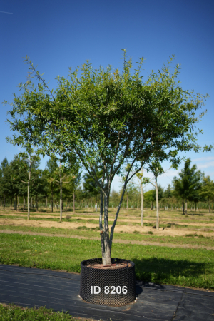 Christoph-Ulmer-Baumschulen-Weilheim-Teck-206-Quercus-phellos-Dach