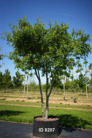 Christoph-Ulmer-Baumschulen-Weilheim-Teck-207-Quercus-phellos-Dach