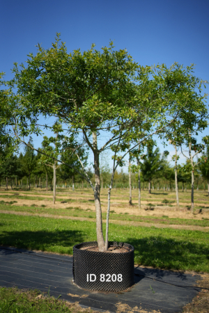 Christoph-Ulmer-Baumschulen-Weilheim-Teck-208-Quercus-phellos-Dach