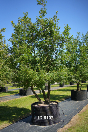 Christoph-Ulmer-Baumschulen-Weilheim-Teck-6107-Quercus-pubescens-Flaumeiche-mehrstaemmig