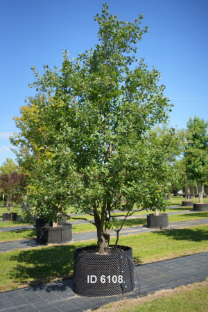 Christoph-Ulmer-Baumschulen-Weilheim-Teck-6108-Quercus-pubescens-Flaumeiche-mehrstaemmig