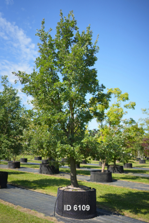Christoph-Ulmer-Baumschulen-Weilheim-Teck-6109-Quercus-pubescens-Flaumeiche-mehrstaemmig