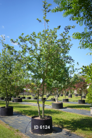 Christoph-Ulmer-Baumschulen-Weilheim-Teck-6124-Quercus-robur-2staemmig-Eiche