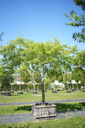 Christoph-Ulmer-Baumschulen-Weilheim-Teck-6137-Quercus-phellos-Weidenblaettrige-Eiche-Dachform-Unikat