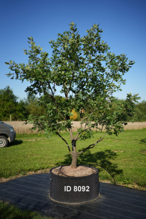 Christoph-Ulmer-Baumschulen-Weilheim-Teck-8092-Quercus-pubescens-mehrstaemmig
