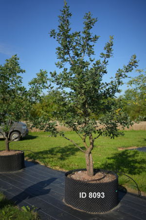Christoph-Ulmer-Baumschulen-Weilheim-Teck-8093-Quercus-pubescens-mehrstaemmig