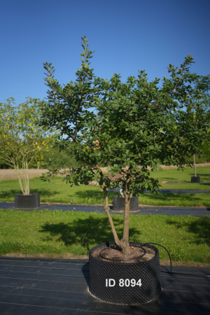 Christoph-Ulmer-Baumschulen-Weilheim-Teck-8094-Quercus-pubescens-mehrstaemmig