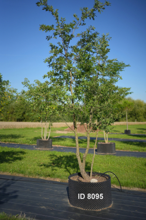 Christoph-Ulmer-Baumschulen-Weilheim-Teck-8095-Quercus-pubescens-mehrstaemmig