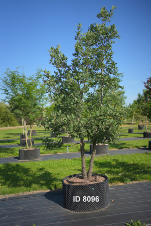 Christoph-Ulmer-Baumschulen-Weilheim-Teck-8096-Quercus-pubescens-mehrstaemmig