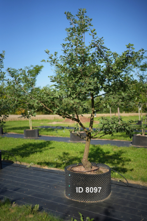 Christoph-Ulmer-Baumschulen-Weilheim-Teck-8097-Quercus-pubescens-mehrstaemmig