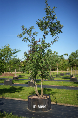 Christoph-Ulmer-Baumschulen-Weilheim-Teck-8099-Quercus-pubescens-mehrstaemmig