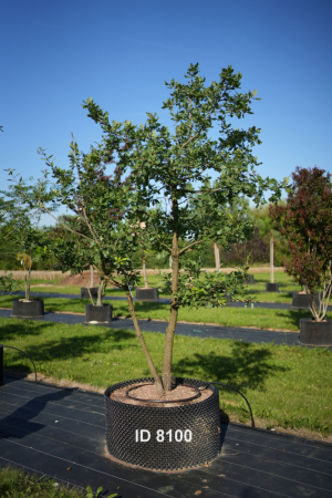 Christoph-Ulmer-Baumschulen-Weilheim-Teck-8100-Quercus-pubescens-mehrstaemmig
