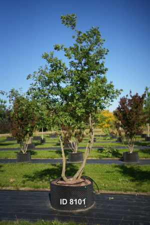 Christoph-Ulmer-Baumschulen-Weilheim-Teck-8101-Quercus-pubescens-mehrstaemmig