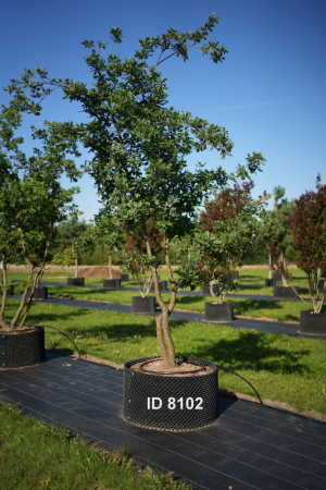 Christoph-Ulmer-Baumschulen-Weilheim-Teck-8102-Quercus-pubescens-mehrstaemmig