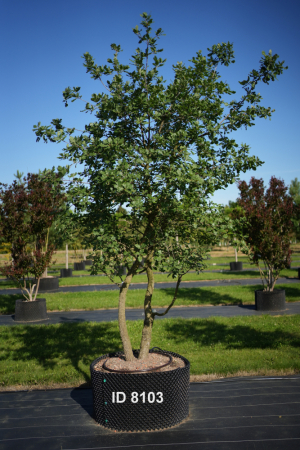 Christoph-Ulmer-Baumschulen-Weilheim-Teck-8103-Quercus-pubescens-mehrstaemmig