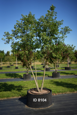 Christoph-Ulmer-Baumschulen-Weilheim-Teck-8104-Quercus-pubescens-mehrstaemmig