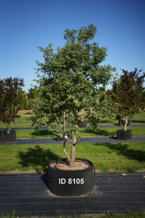 Christoph-Ulmer-Baumschulen-Weilheim-Teck-8105-Quercus-pubescens-mehrstaemmig