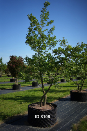 Christoph-Ulmer-Baumschulen-Weilheim-Teck-8106-Quercus-pubescens-mehrstaemmig
