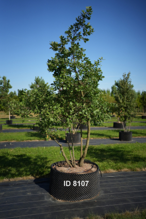 Christoph-Ulmer-Baumschulen-Weilheim-Teck-8107-Quercus-pubescens-mehrstaemmig