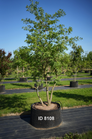Christoph-Ulmer-Baumschulen-Weilheim-Teck-8108-Quercus-pubescens-mehrstaemmig