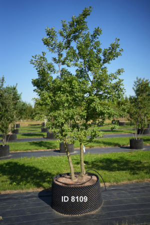 Christoph-Ulmer-Baumschulen-Weilheim-Teck-8109-Quercus-pubescens-mehrstaemmig