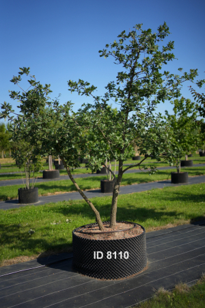Christoph-Ulmer-Baumschulen-Weilheim-Teck-8110-Quercus-pubescens-mehrstaemmig
