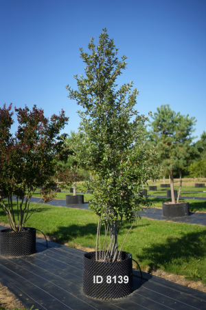 Christoph-Ulmer-Baumschulen-Weilheim-Teck-8139-Quercus-ilex-Steineiche-mehrstaemmig