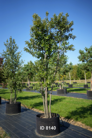 Christoph-Ulmer-Baumschulen-Weilheim-Teck-8140-Quercus-ilex-Steineiche-mehrstaemmig