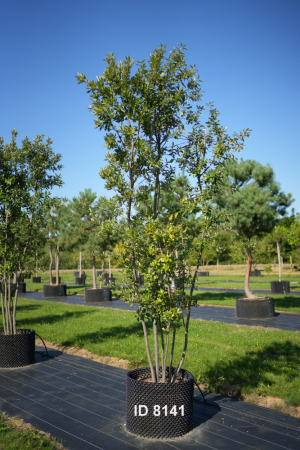 Christoph-Ulmer-Baumschulen-Weilheim-Teck-8141-Quercus-ilex-Steineiche-mehrstaemmig