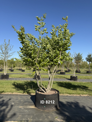 1_Christoph-Ulmer-Baumschulen-Weilheim-Teck-8212-Parrotia-persica-Eisenholzbaum-Schirmform
