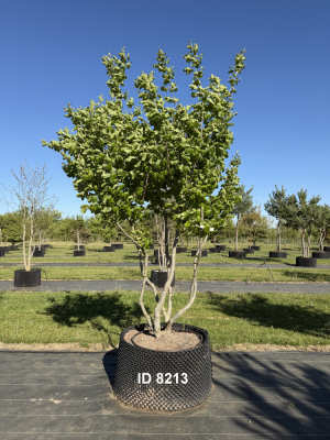 1_Christoph-Ulmer-Baumschulen-Weilheim-Teck-8213-Parrotia-persica-Eisenholzbaum-Schirmform