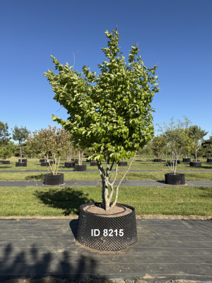 1_Christoph-Ulmer-Baumschulen-Weilheim-Teck-8215-Parrotia-persica-Eisenholzbaum-Schirmform