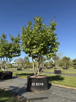 1_Christoph-Ulmer-Baumschulen-Weilheim-Teck-8216-Parrotia-persica-Eisenholzbaum-Schirmform