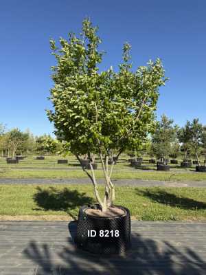 1_Christoph-Ulmer-Baumschulen-Weilheim-Teck-8218-Parrotia-persica-Eisenholzbaum-Schirmform