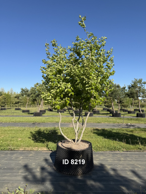1_Christoph-Ulmer-Baumschulen-Weilheim-Teck-8219-Parrotia-persica-Eisenholzbaum-Schirmform