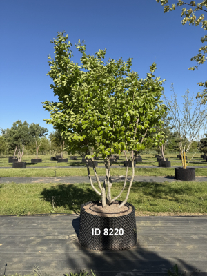 1_Christoph-Ulmer-Baumschulen-Weilheim-Teck-8220-Parrotia-persica-Eisenholzbaum-Schirmform
