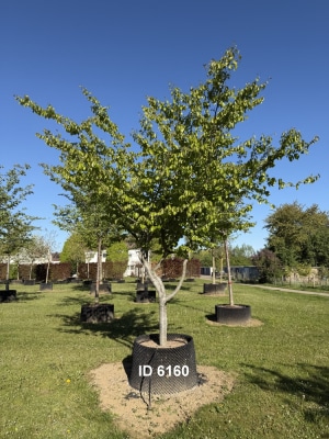 Besseres-Bild_Christoph-Ulmer-Baumschulen-Weilheim-Teck-6160-Parrotia-persica-Eisenholzbaum-Schirmform