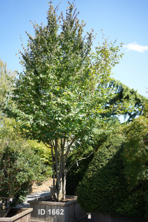 Christoph-Ulmer-Baumschulen-Weilheim-Teck-1662-Parrotia-persica-Eisenholzbaum-mehrstaemmig