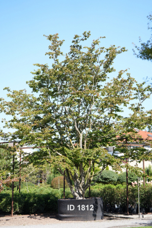 Christoph-Ulmer-Baumschulen-Weilheim-Teck-1812-Parrotia-persica-Eisenholzbaum-Unikat