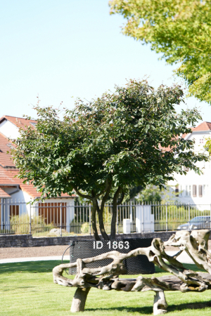 Christoph-Ulmer-Baumschulen-Weilheim-Teck-1863-Parrotia-persica-Eisenholzbaum-Unikat