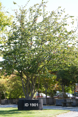 Christoph-Ulmer-Baumschulen-Weilheim-Teck-1901-Parrotia-persica-Eisenholzbaum-Unikat