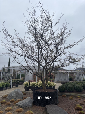Christoph-Ulmer-Baumschulen-Weilheim-Teck-1952-Parrotia-persica-Eisenholzbaum-Schirmform