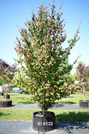 Christoph-Ulmer-Baumschulen-Weilheim-Teck-6132-Parrotia-persica-Eisenholzbaum-mehrstaemmig