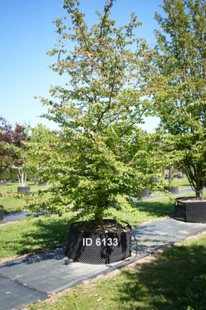Christoph-Ulmer-Baumschulen-Weilheim-Teck-6133-Parrotia-persica-Eisenholzbaum-mehrstaemmig