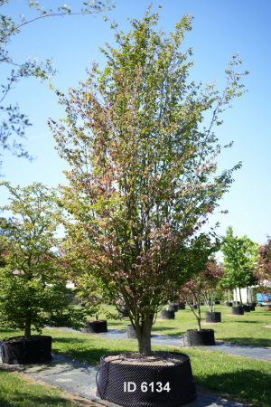Christoph-Ulmer-Baumschulen-Weilheim-Teck-6134-Parrotia-persica-Eisenholzbaum-mehrstaemmig