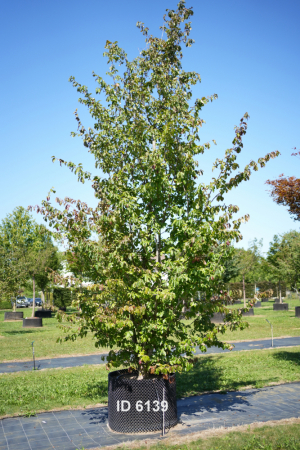 Christoph-Ulmer-Baumschulen-Weilheim-Teck-6139-Parrotia-persica-Eisenholzbaum-mehrstaemmig