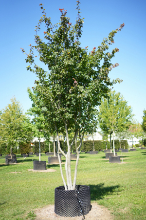 Christoph-Ulmer-Baumschulen-Weilheim-Teck-6145-Parrotia-persica-Eisenholzbaum-Schirmform
