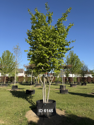 Christoph-Ulmer-Baumschulen-Weilheim-Teck-6145-Parrotia-persica-Eisenholzbaum-Schirmform