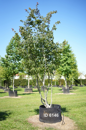 Christoph-Ulmer-Baumschulen-Weilheim-Teck-6146-Parrotia-persica-Eisenholzbaum-Schirmform